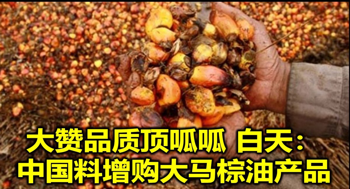 大赞品质顶呱呱 白天：中国料增购大马棕油产品